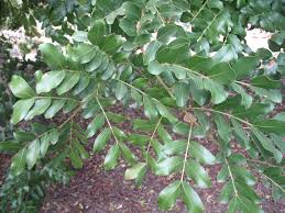 Image result for Schotia brachypetala
