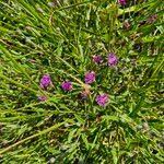 Image result for Erlangea