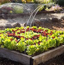 This simple diy garden fence can be built by anyone, even if you don't have a lot of crafting or building skills. Pin On Diy Home Garden Projects