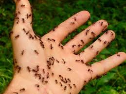 Contact your physician to determine the best course of action. Best Fire Ant Bites Treatment What To Do If You Are Bitten
