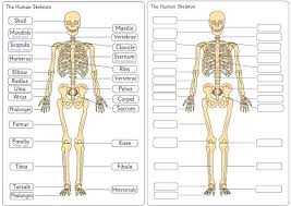 If you found bones on a recent adventure, you may be wandering if they're human or animal. Unlabeled Diagram Of The Human Skeleton Education Subject