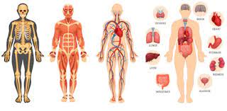 There are so many topics that could be included that there's a question for everyone! The Human Body Trivia Facts And Questions On Anatomy And Functions Proprofs Quiz