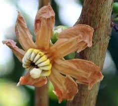 Image result for Bellucia pentamera