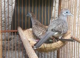 Di mana, burung perkutut dengan suara bagus memiliki leher yang panjang. Ternak Perkutut Anda Ingin Sukses Baca Pedomannya Disini