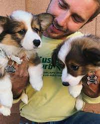 Corgi puppies $1,500 (woodbury, tn) pic hide this posting restore restore this posting. Corgi Puppies Shelbyville Tn Corgi Puppies For Adoption Facebook