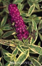 Harlequin Butterfly Bush Butterfly Bush Buddleja Davidii Flower Spike