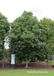 Image result for Canarium