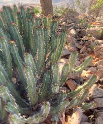 Image result for Euphorbia guerichiana