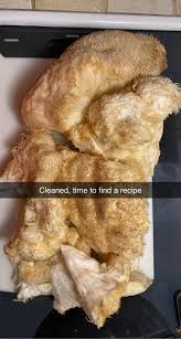 5.2lb Lions Mane I found on a half dead oak near my house. It grows there  every year and I finally beat my neighbors to it:) : rmycology