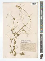 Image result for Psilotrichum sericeum