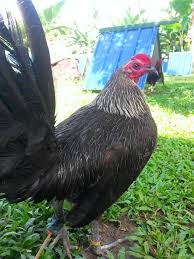 Asal usul ayam philipina & karakteristik gaya tarungnya 6 jenis asal usul ayam philipina & karakteristik gaya tarungnya menurut. Gambar Ayam Filipina Import Gambar Kelabu