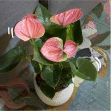 Rododendri, ciclamini, azalee, rose sono piante. Vendita Piante Online Lezio It Negozio Di Piante Da Interno