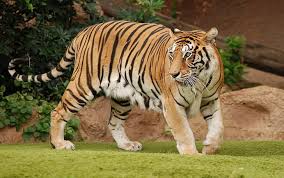 Well, basically, to quote kankou: Brauner Und Schwarzer Tiger Tiger Gras Weg Fleischfresser Augen Bildschirmhintergrund Wallpaperbetter