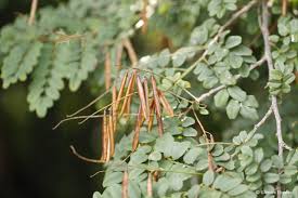 Image result for Indigofera dimidiata