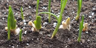 We did not find results for: How To Grow Garlic In A Container Indoors