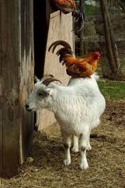 I Love Farming Fb Animals Goats Farm Animals