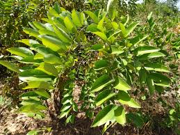 Image result for Cassia sieberiana