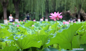 Wooden boat on lake top view, skiff with paddle and silk scarf on wild pond with nenuphars or water lily pads. Lotus Flowers Seen Across China Global Times