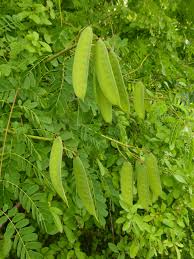 Image result for Caesalpinia decapetala
