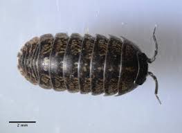 Image result for Polhillides