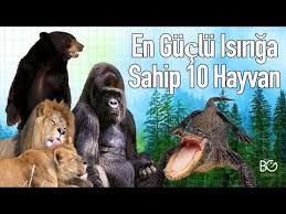 Cenesi En Guclu 10 Hayvan Youtube