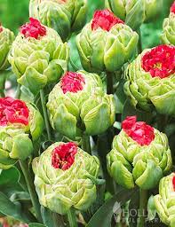Looking For Something Unusual In Your Spring Garden Bull S Eye Double Tulip Is The Flower You Are Looking F Bulb Flowers Planting Bulbs Spring Flowering Bulbs