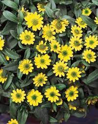 Maybe you would like to learn more about one of these? Thriving Zone 5 Annuals Plants Container Gardening Garden