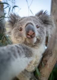 Pin By Ana Elsa Piana On Animals Cute Little Animals Cute Baby Animals Koala