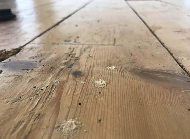 Signs of Woodworm | Learn How to Recognise Timber Destroying Insects