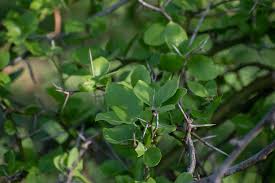 Image result for Balanites maughamii