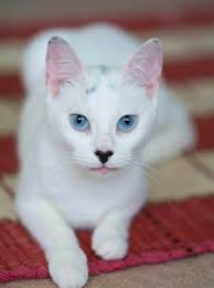 Black cats' unique meowing habits and personalities