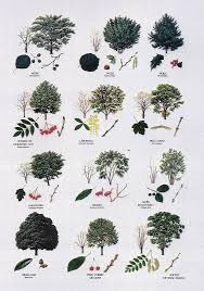 Tree Identification By Leaf Chart Photo Gallery