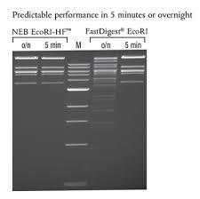 Faster Digests Neb