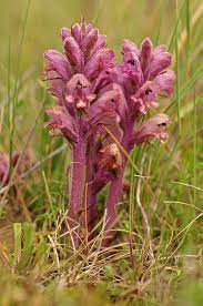 Yarrow Broomrape Orobanche Purpurae Dandelion Plant Wild Flowers Uk Yarrow