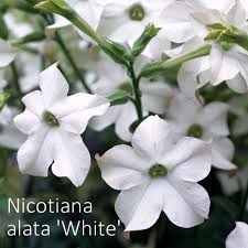 Surface sow thinly and water from the bottom of the pots by sitting them in a tray of water for a short time when necessary. Nicotiana Alata White Shop Country Garden Uk