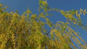 Maybe you would like to learn more about one of these? Weeping Willow Tree In The Public Park Cascading Long Branches Of A Willow With Yellow Green