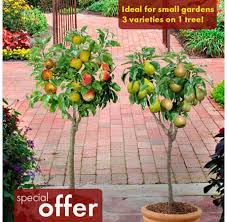 As a tree that keeps on giving, the cocktail citrus is a delight to own while we watch it flower and grow delicious fruits. Designer Family Trees