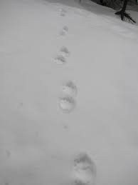 Based on the appearance of the tracks, an attack by a fisher on a lynx would often happen in the middle of a quick snowstorm, which may have worked to the advantage of these a fisher would attack, often when the cat was bedded down to wait out the snow flurry, going right for the lynx's neck. Tracking The Wolverine What The Owl Knows