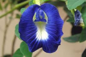 Kembang atau bunga telang (clitoria ternatea) adalah tumbuhan merambat yang biasa ditemukan di pekarangan atau tepi hutan. Dari Antioksidan Hingga Cegah Kanker Ini Sederet Manfaat Bunga Telang Halaman All Kompas Com