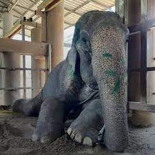 Elephant lays down after 80 years
