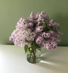 Pin By Shirin Sharma On Pw Florals Beautiful Flowers Flowers Lilac