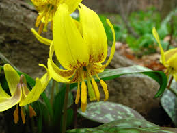 — a bright little pool of crocus is one of the most cheering signs of spring. Trout Lilies Are Early Spring Ephemerals Donna L Long