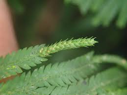 Image result for Selaginella vogelii