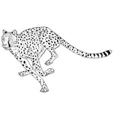 Grade 5 curriculum 1grade unit 8 geometry test kindergarten practice solution finder math game websites math activity sheets fun homework sheets math teacher jobs math progress monitoring. 25 Best Cheetah Coloring Pages For Your Little Ones
