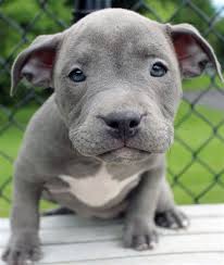 We have red noses, brindles, seals. Baby Blue Nose Pitbull Puppies Drone Fest