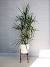Outdoor Trees For Home