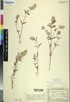 Image result for Pandiaka welwitschii