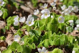 Image result for Oxalis anthelmintica