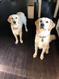 She is vet checked, vaccinated, wormed and comes with a 1 year genetic health guarantee. Light American English Cream Golden Retriever Puppies Facebook