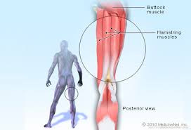 Meaning of hamstring injury medical term. Pulled Hamstring Causes Symptoms Recovery And Treatment